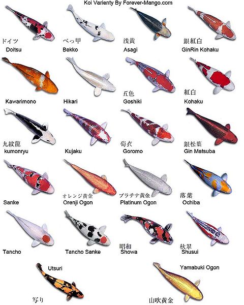 koipad.com koi chart